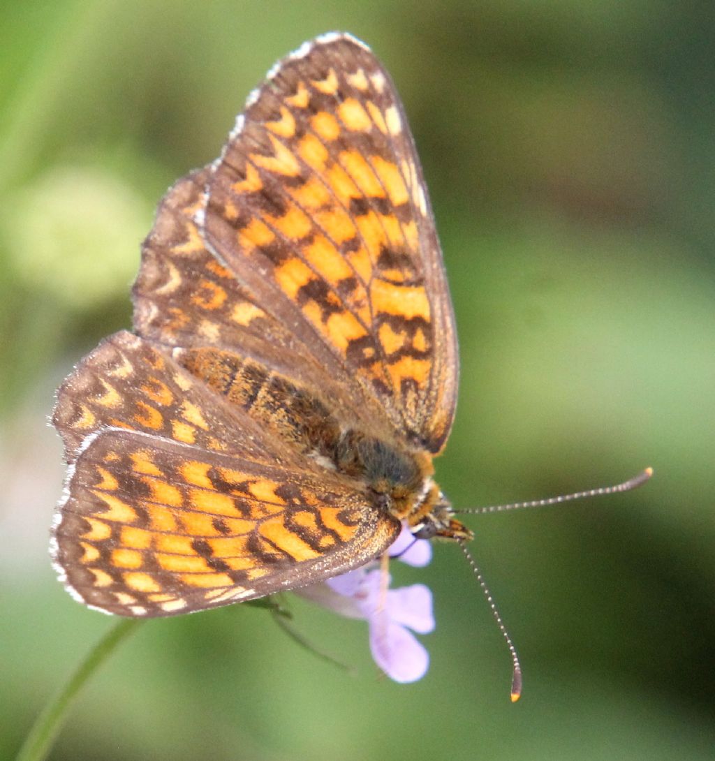 Melitaea cinxia o phoebe?